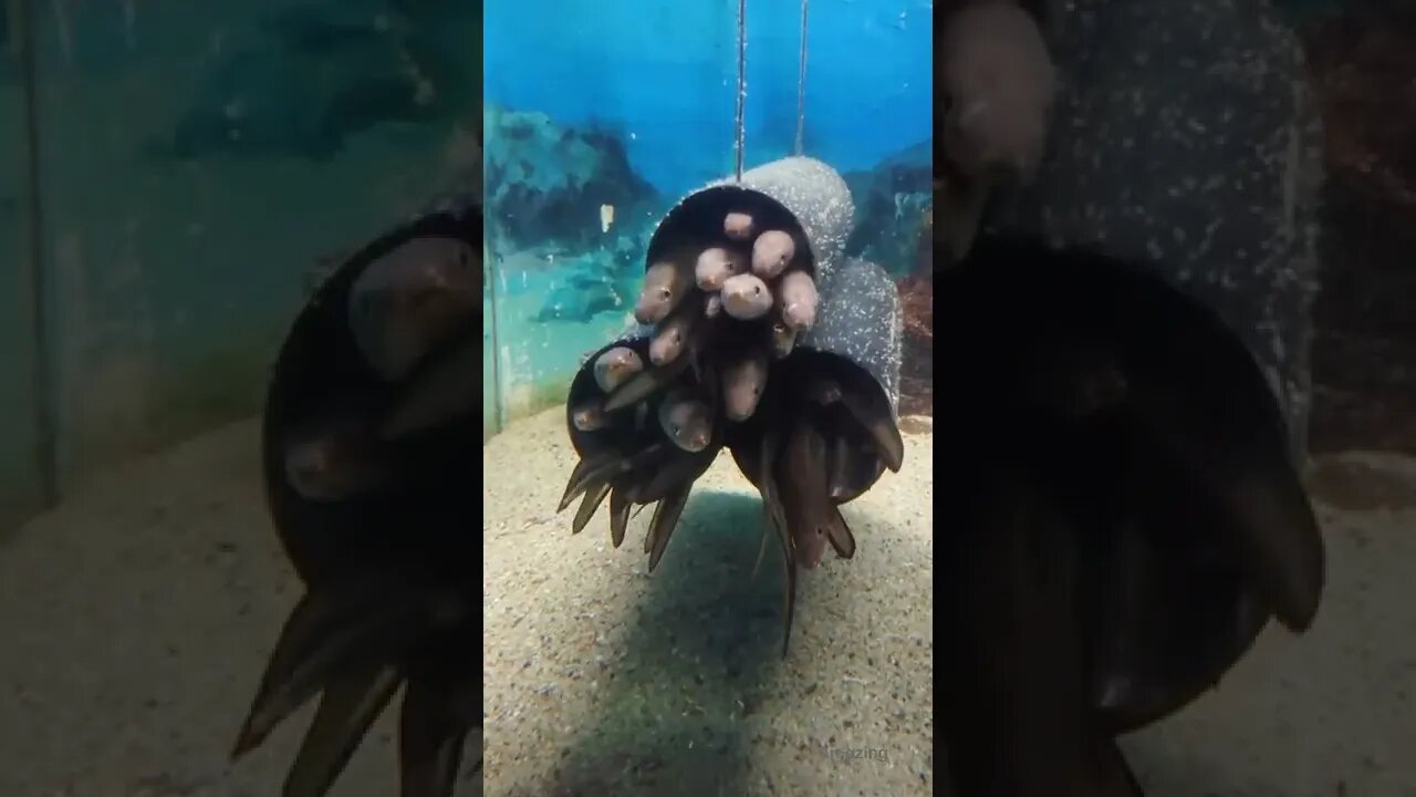 Amezing video