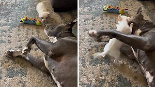 Tiny Chihuahua Shows Pit Bull Who's Boss