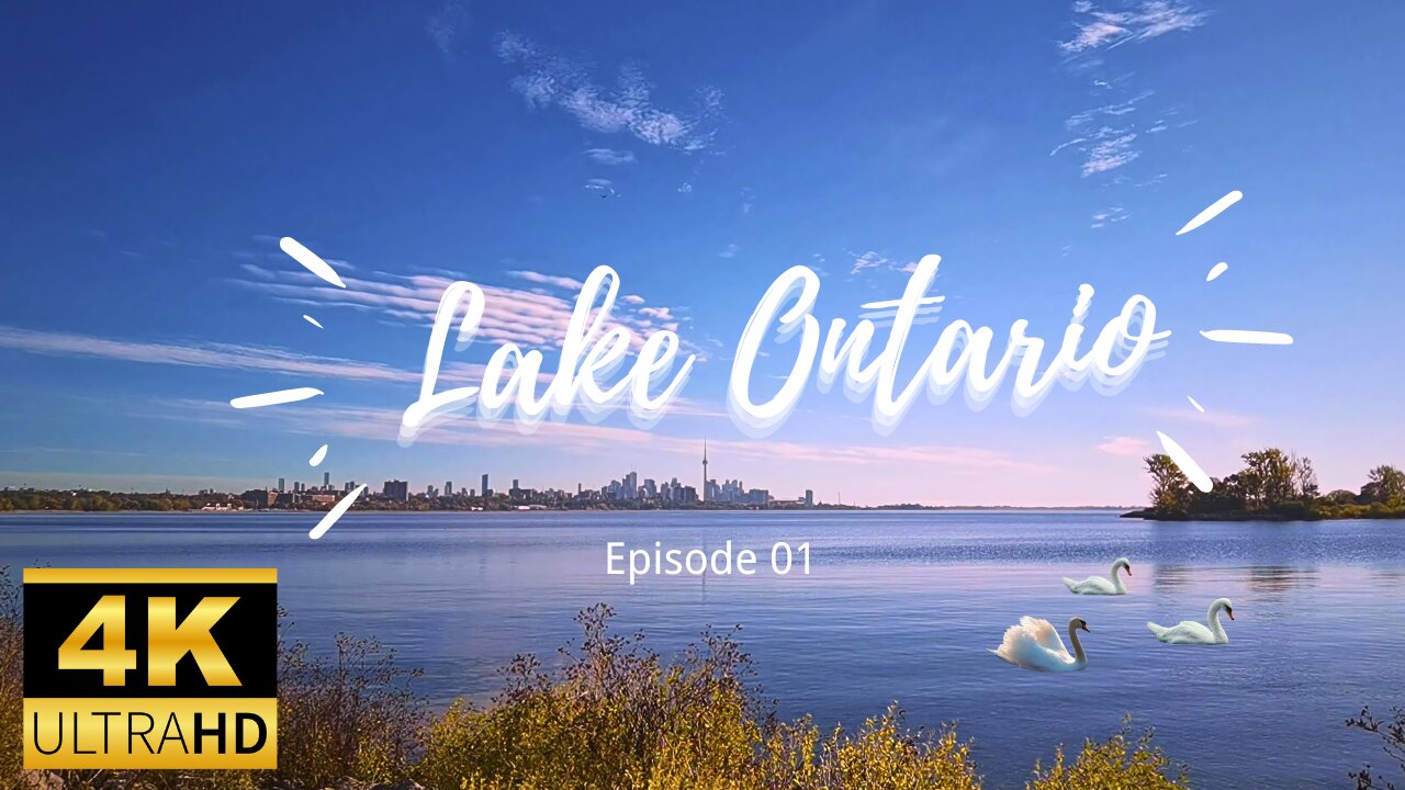 Ultimate Relaxation: Lake Ontario's Serene Animal-filled Scenery For De-stressing Meditation