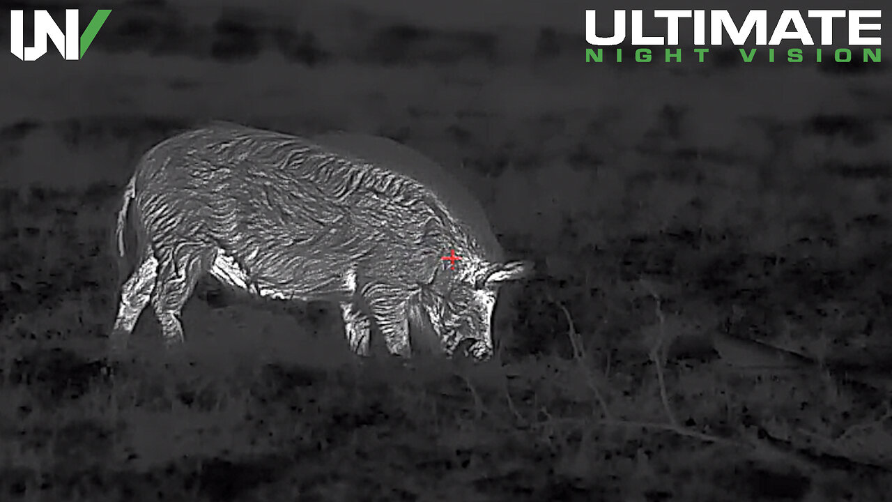 Hunter Sneaks within Feet of Wild Boar | Insanely Clear Night Footage