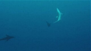 Large Galapagos shark runs from angry bull sea lion