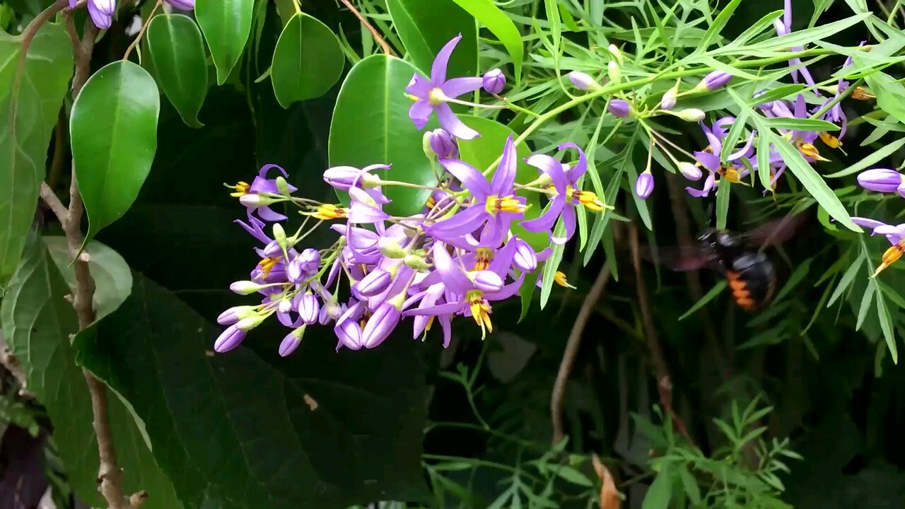 "Solanum trilobatum: Nature’s Thorny Healer"