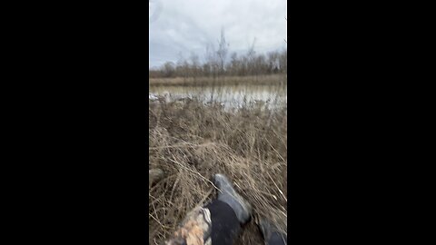 Duck hunting report