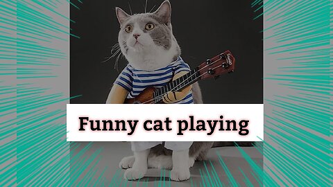 A cat plays funny, a very funny cat