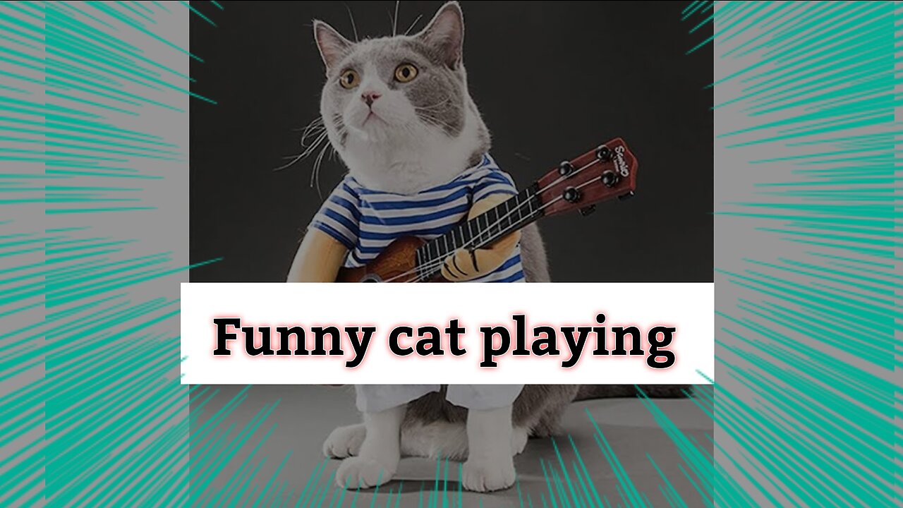 A cat plays funny, a very funny cat