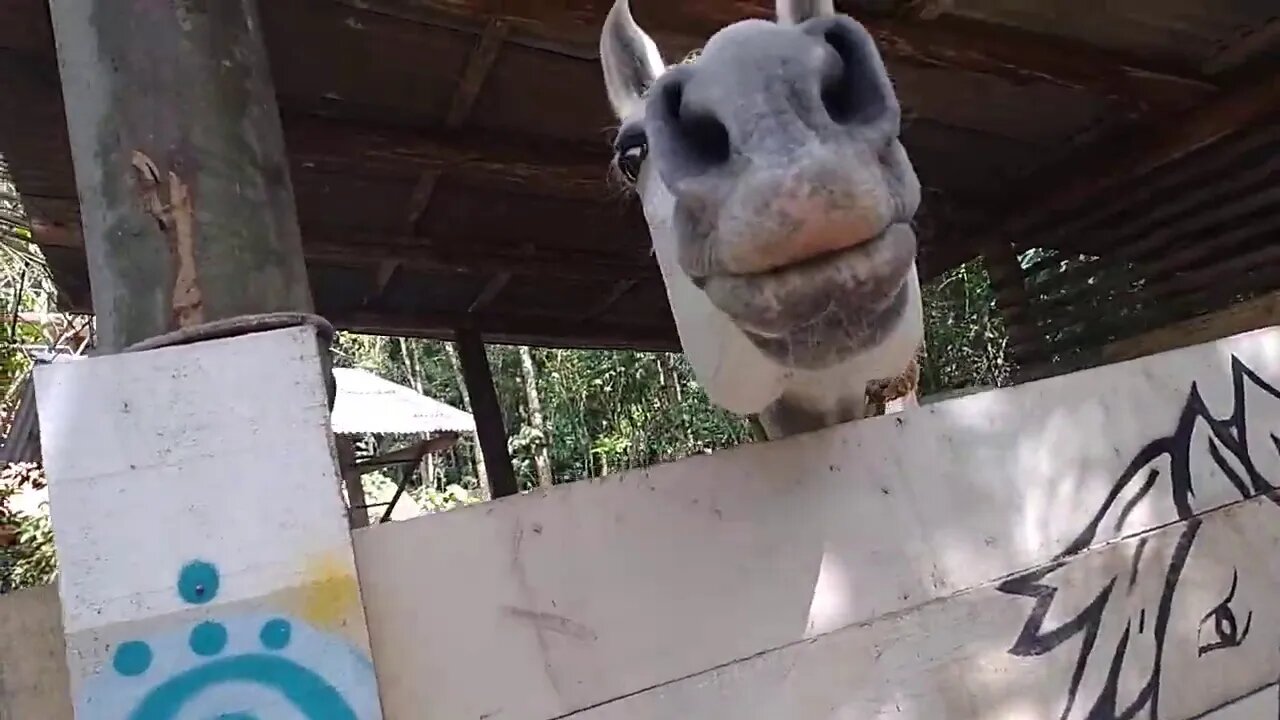 Preciso ser sincero sobre BOLSONARO e EUA