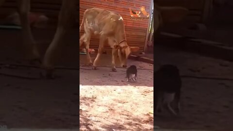 Funny Animals - Cute and Funny Animals Reaction Videos Compilation # | Pets and Wild