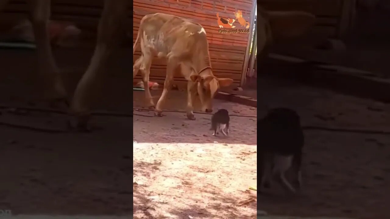 Funny Animals - Cute and Funny Animals Reaction Videos Compilation # | Pets and Wild