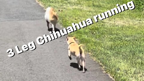 Our 3 leg, 14 year old new #adopted pup and our other #rescue pups out for a walk #segway