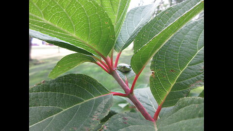 Friends Of Summer Hydrangeas August 2022