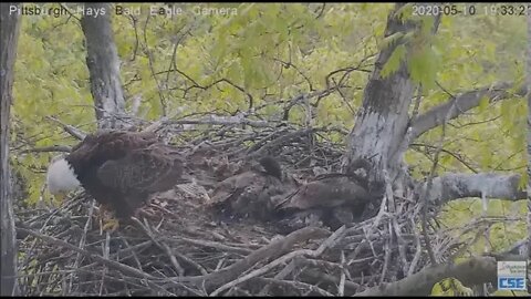 Hays Eagles Dad swats at visiting Raccoon 51020 448pm