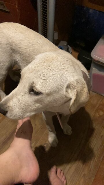 Dog went into the pool