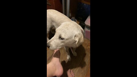 Dog went into the pool