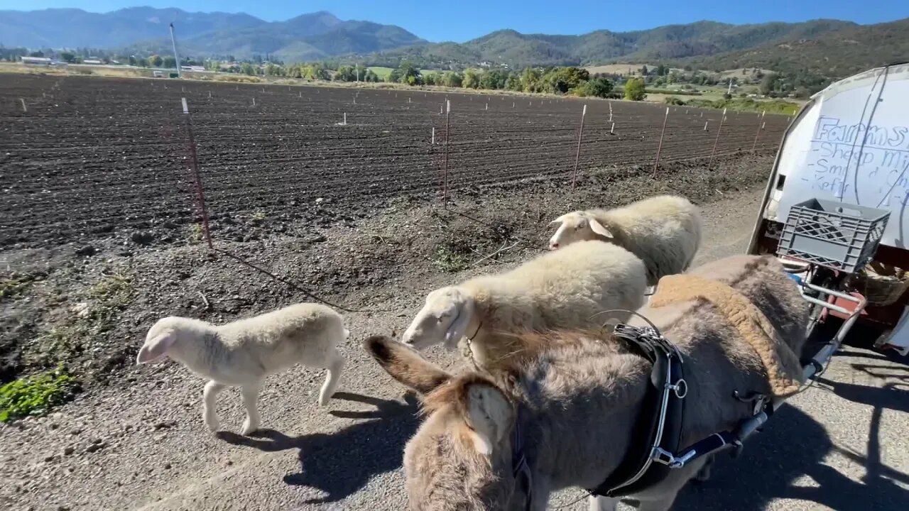 Lamb Chases Chickens and Doesn’t Stay With Mother!?