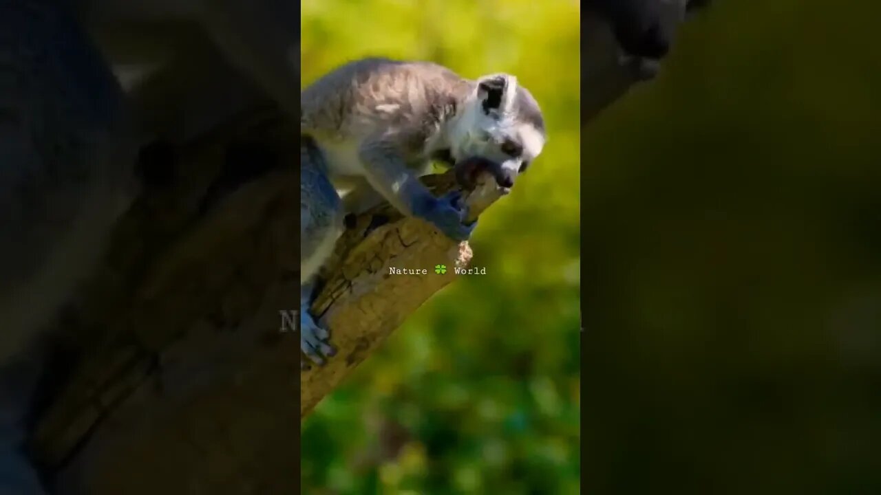 Are Dheere Bhai🤣Funny Animals👈