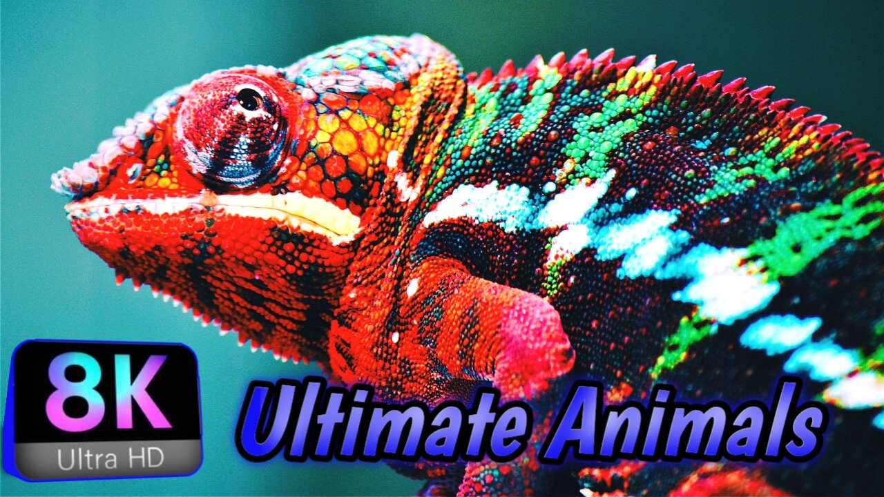 4k Amazing Parrots Full Hd Graphics And Relaxing Music ❤