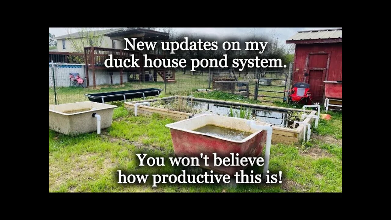 New Updates from My Duck Nutrient Pond System