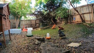 My Backyard Chickens - Episode 93