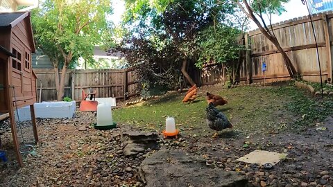 My Backyard Chickens - Episode 93