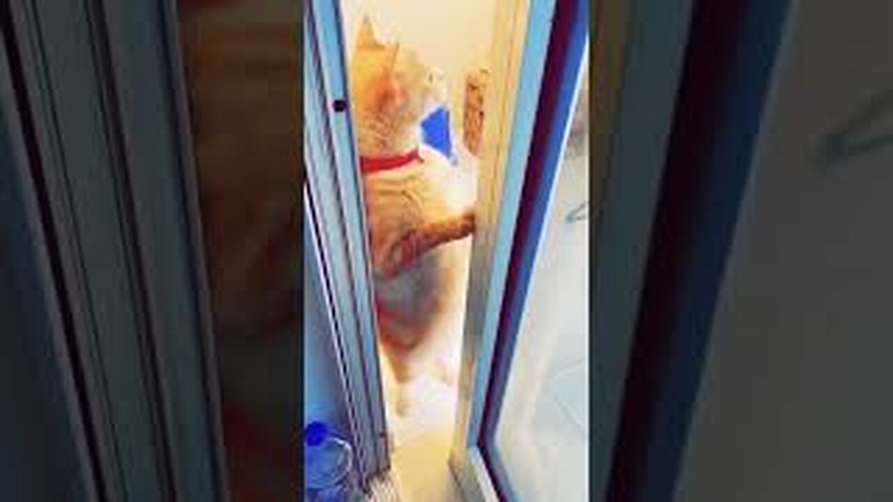 Cute animals