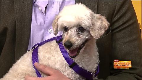 Pima Paws for LIfe in need of donations