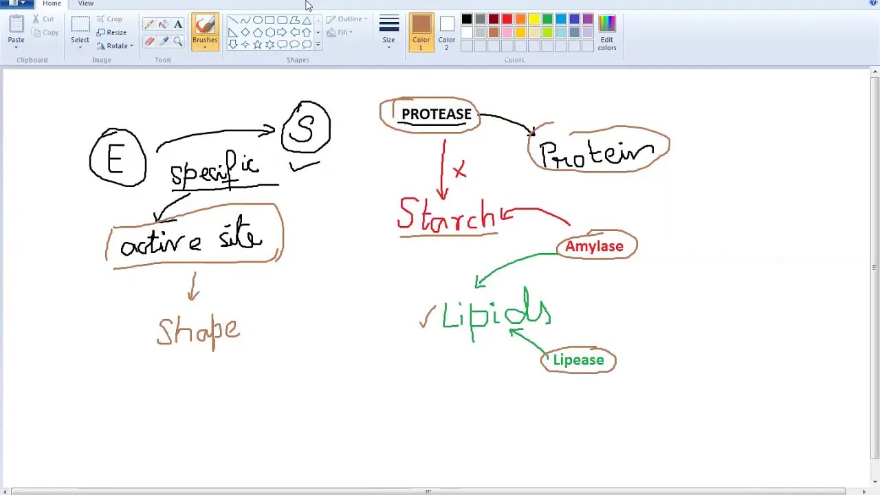 Class 9th Bio Specificity of Enzyme