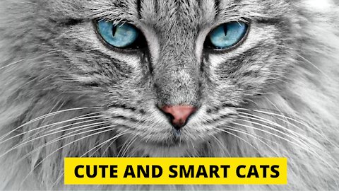 CUTE AND SMART CATS