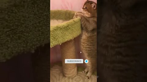 cute cat videos 😹 funny videos 😂🌷