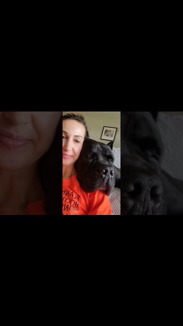 HUGE Cane Corso Sleeps Like a BEAR! #shorts #funnydogs #pets