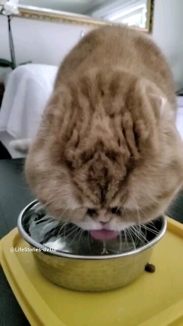 Cat drinking water slow-mo #cat #slowmotion #scottishfold #shorts #short