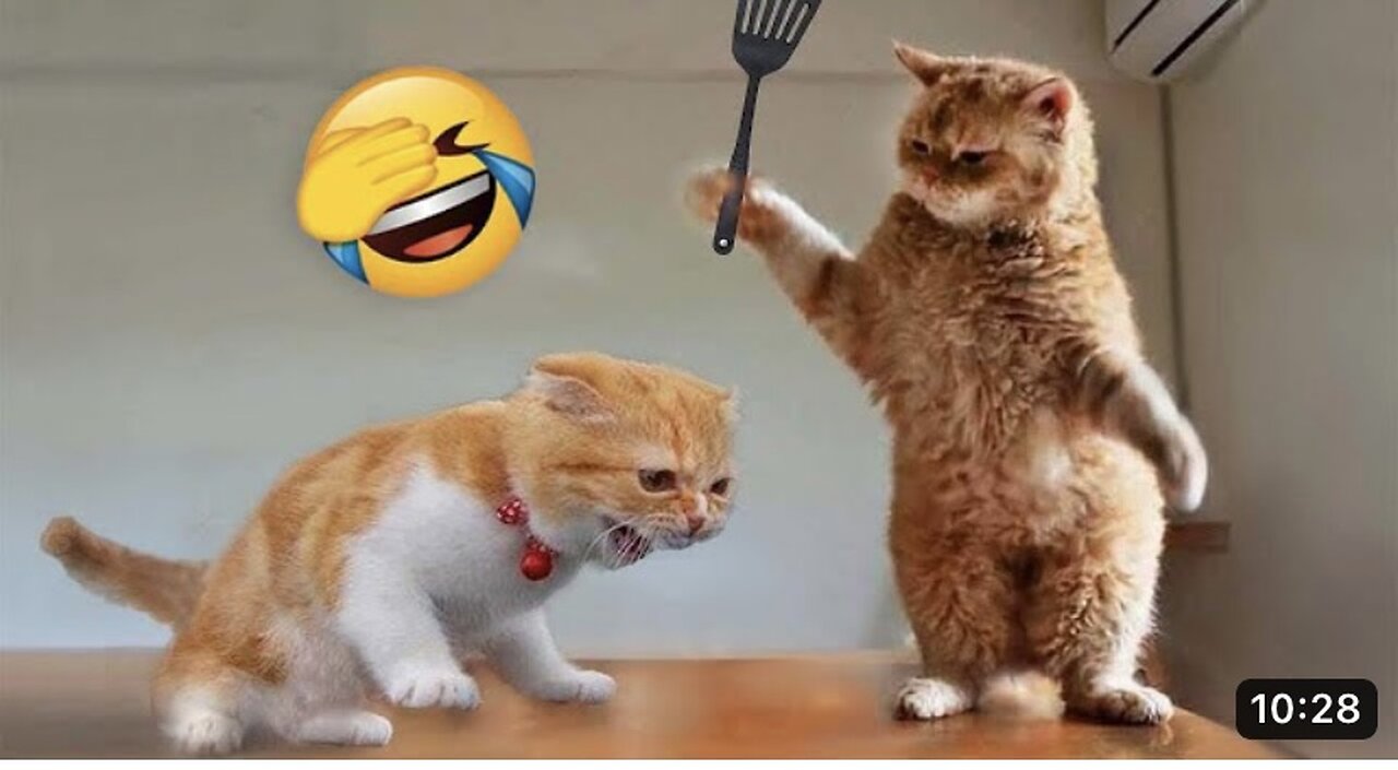 Funniest Animals 2023 %) Funny Cats and Dogs & 6 I Funny Animal Videos 2023