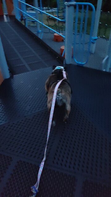 Emma the bulldog explores the playground before it gets too dark.