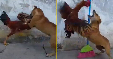 Rooster vs Dog fight funny video compilation 2023