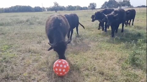 soccer players coming back as buffaloes...