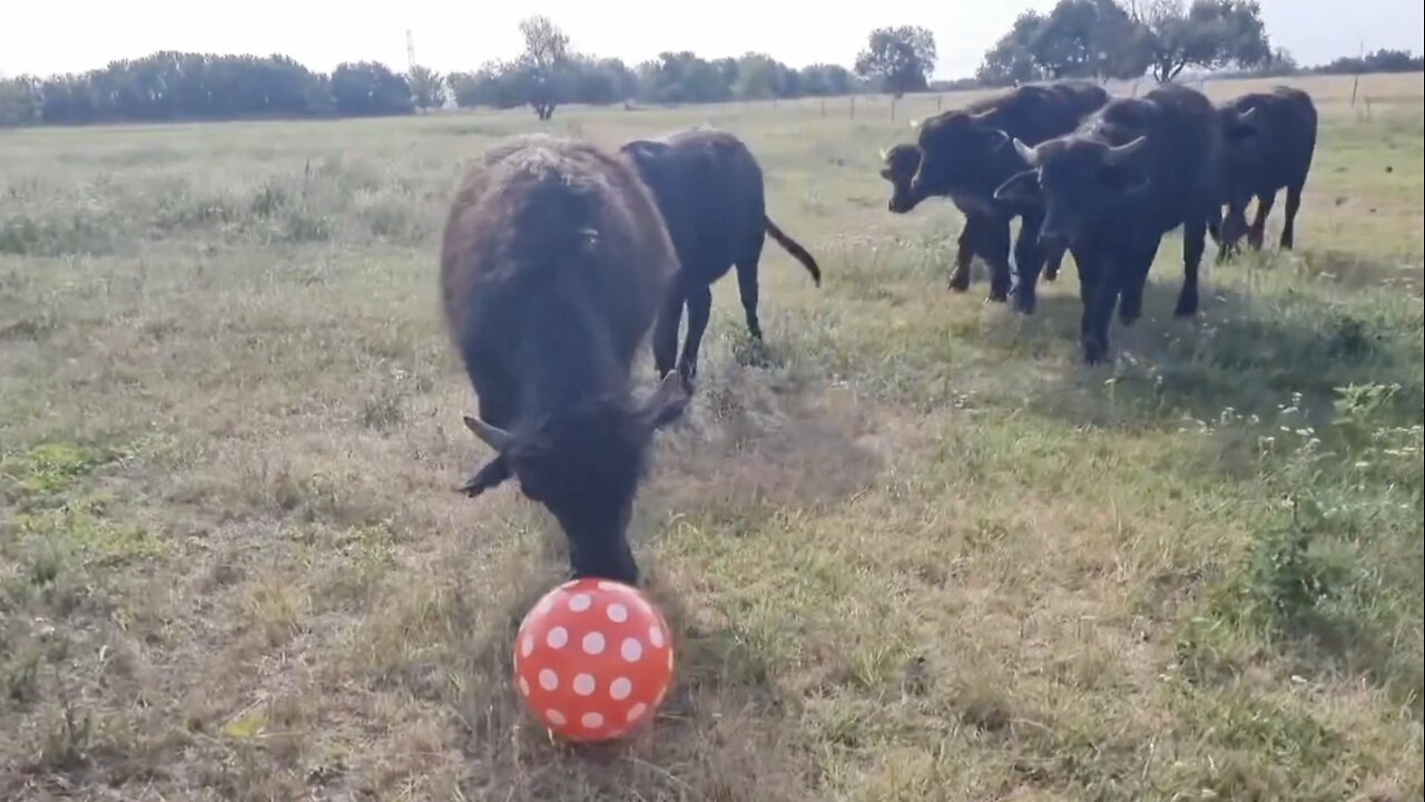 soccer players coming back as buffaloes...