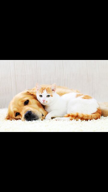 cat & dog