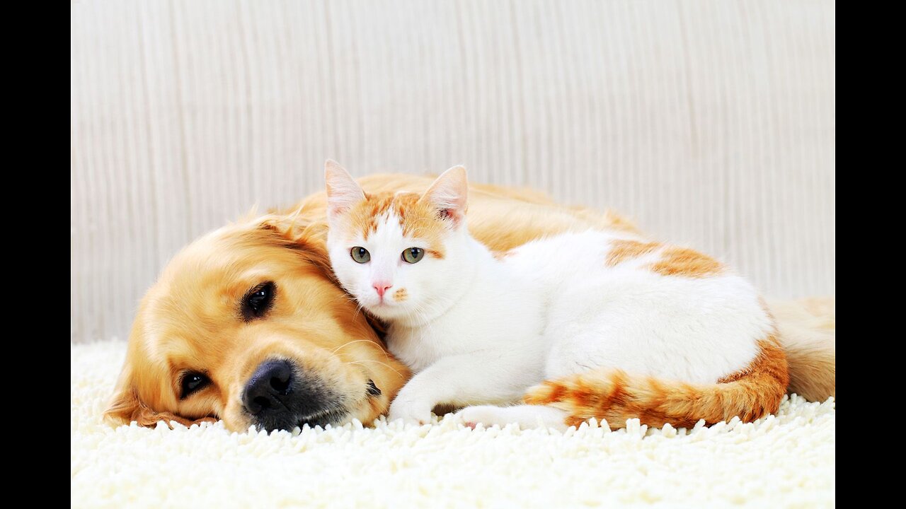 cat & dog