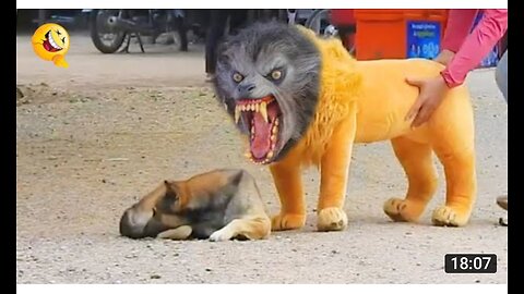 Troll Prank Dog Funny and Fake lion and Fake tiger prank to Dog