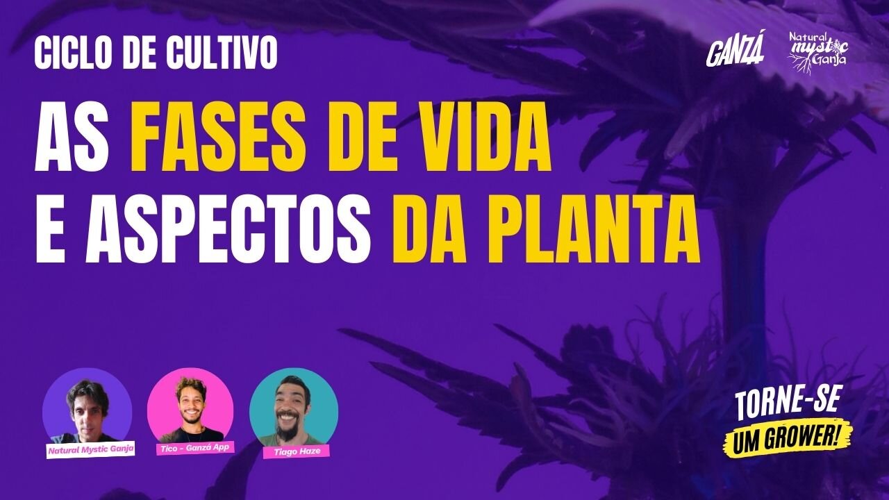 Ciclo de cultivo - As fases de vida E aspectos da planta