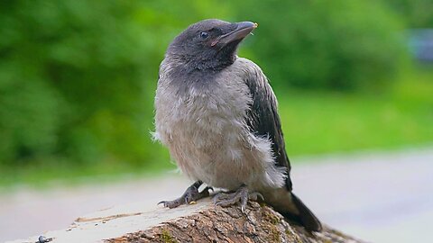 Tense Little Baby Hooded Crow Fledgling Standing on a Tree Stump