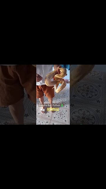 #Banana #Ball #Python