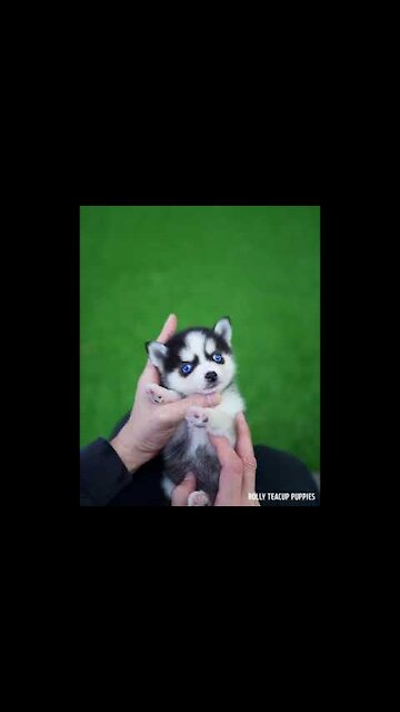 so cute husky puppy singing