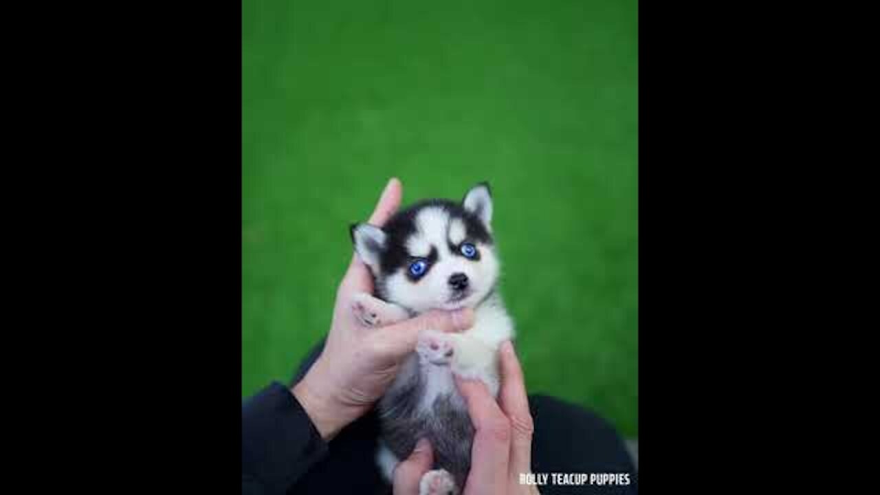 so cute husky puppy singing