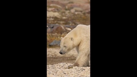 Polar Bear