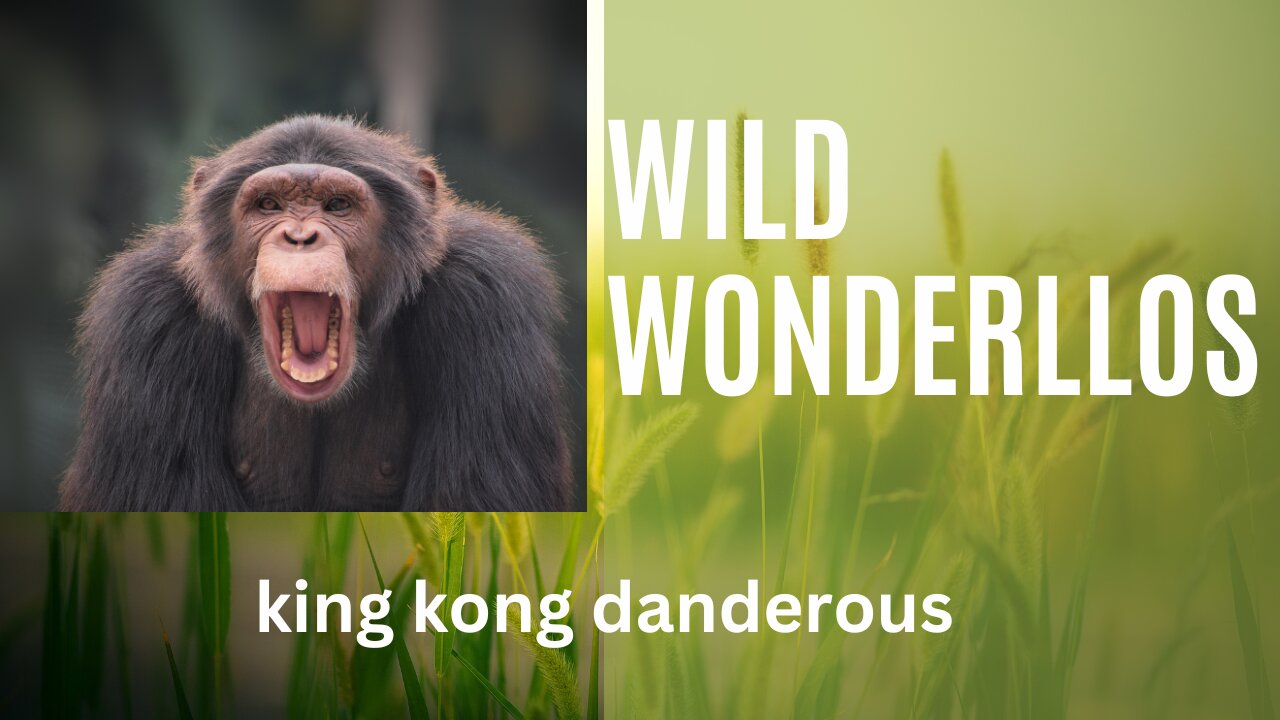 King Kong wild wanderlost