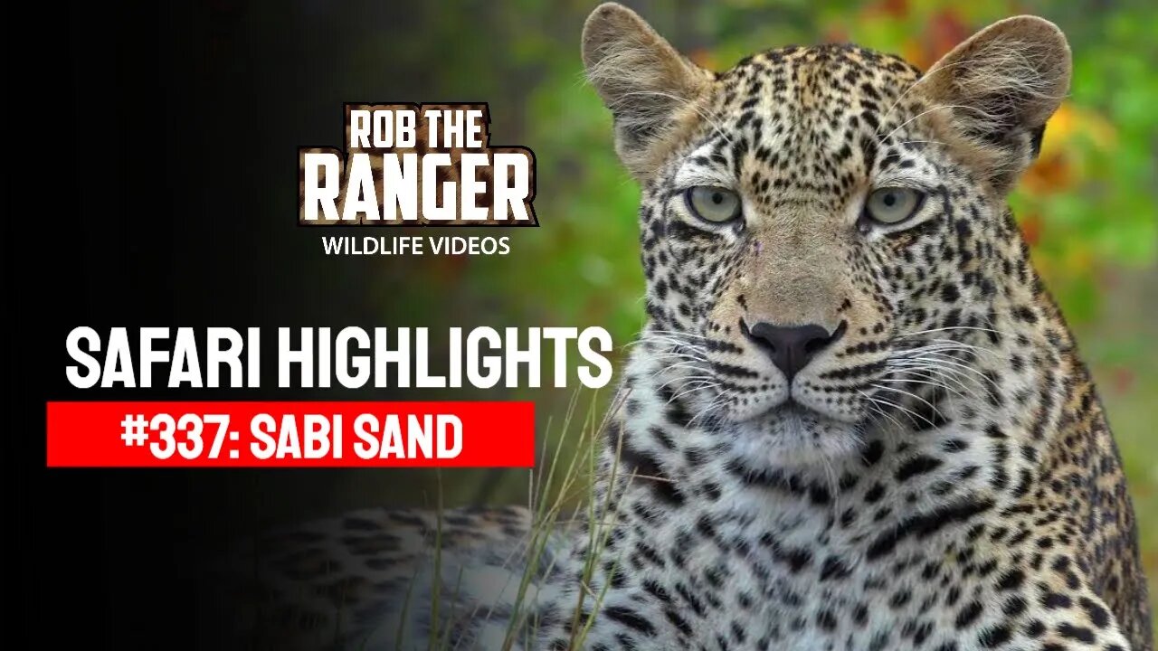 Safari Highlights #337: 14 - 21 April 2015 | Sabi Sand Nature Reserve | Latest Wildlife Sightings