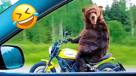 funny animal clips 2023 | videos where animals do funny thing