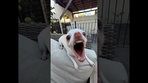 Niki my dog attacked me😂😂😂The Kuchi Kuchi powe #animal