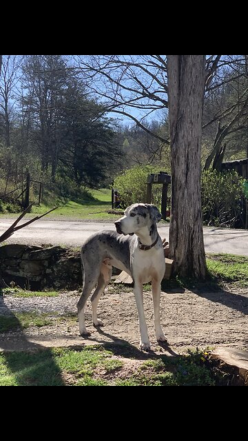 Kingsley with the chickens.
