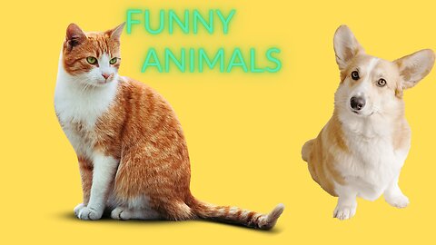 Laugh from your heart with funny animals